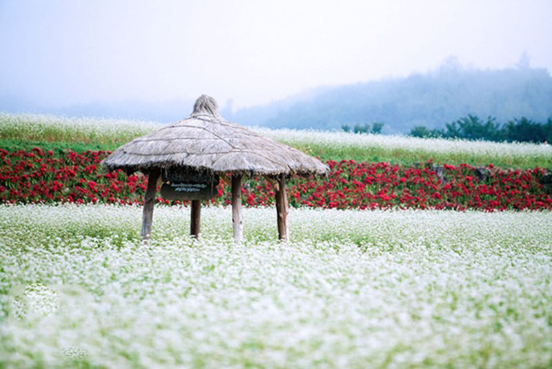Vào mùa thu, những cánh đồng hoa kiều mạch lại nở rộ ở làng văn hóa Bongpyeong. 