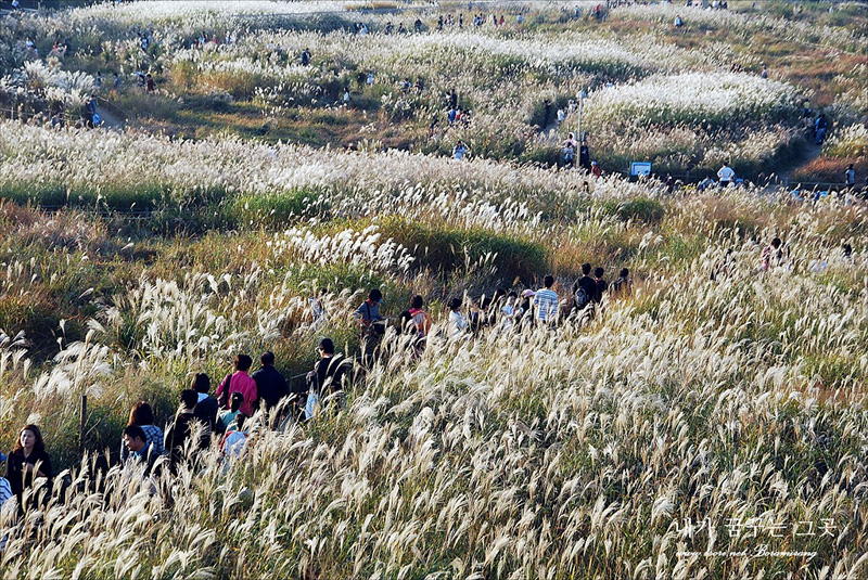  Núi Mindungsan nổi tiếng là một trong những cánh đồng cỏ lau đẹp nhất Hàn Quốc.