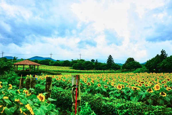 Hình ảnh hoa hướng dương ở nông trại Kim Jyung Suk