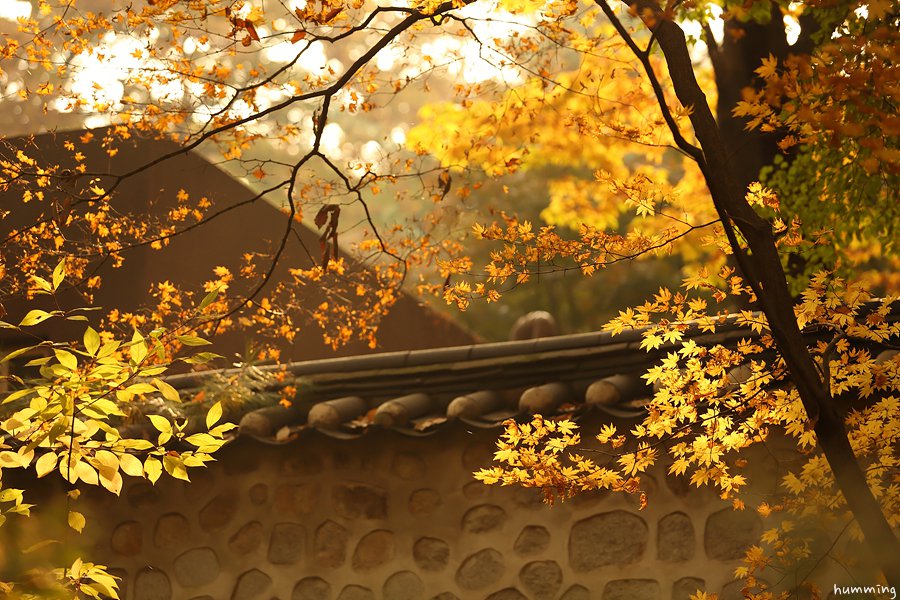 Đến cung điện Changyeongung mùa thu