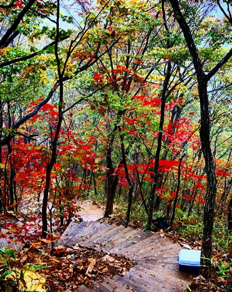Trên đường lên núi Naejangsan, du khách sẽ được chiêm ngưỡng những hàng cây phong đổi màu lá, chuyển từ vàng sang đỏ rất đẹp mắt.