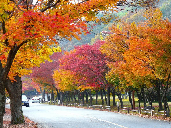 Mùa thu trên Núi Naejangsan