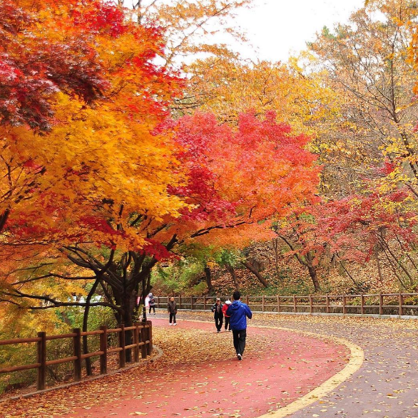 Núi Namsan là điểm lý tưởng để ngắm sắc lá thu tuyệt đẹp.
