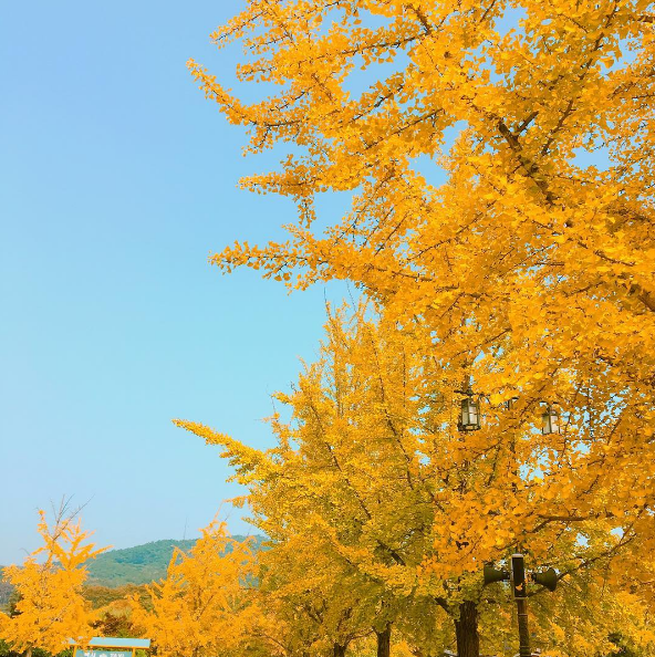 Sắc vàng rực rỡ trên con đường Hyeonchungsa vào mùa thu