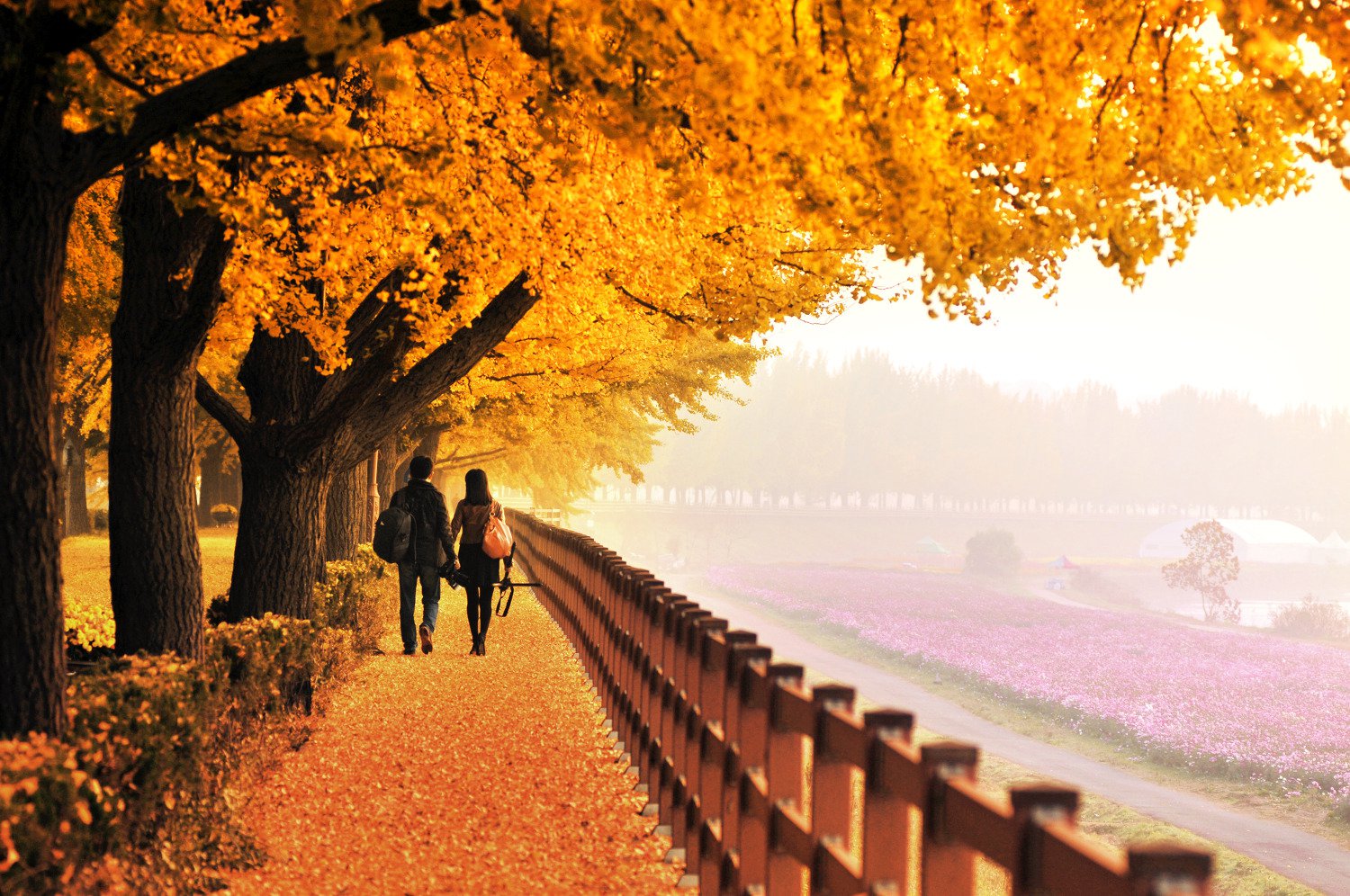Con đường Hyeonchungsa với những hàng cây lá vàng rực rỡ trong mùa thu.