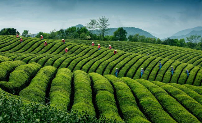 Công nhân thu hoạch lá chè tại một trang trại sinh thái ở ngôi làng Jinlu, tỉnh Chiết Giang, Trung Quốc. 