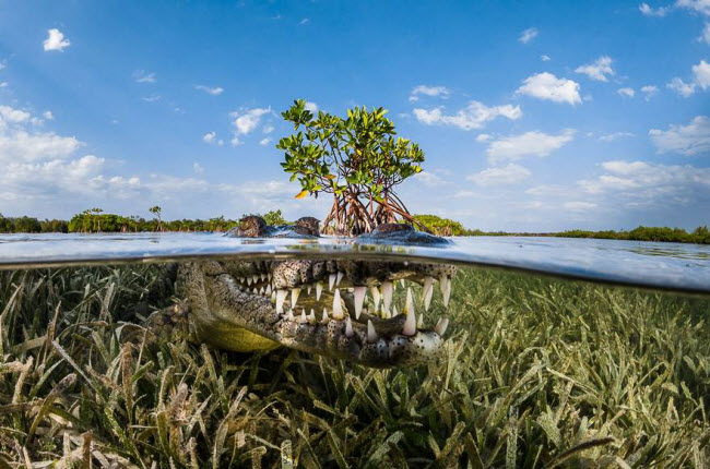 Rừng đước là hệ sinh thái độc đáo và quan trọng trên Trái đất. Trong chuyến khám phá rừng đước tại Cuba, nhiếp ảnh gia Greg Lecoeur đã ghi lại được cảnh cạnh một con cá sấu châu Mỹ. 