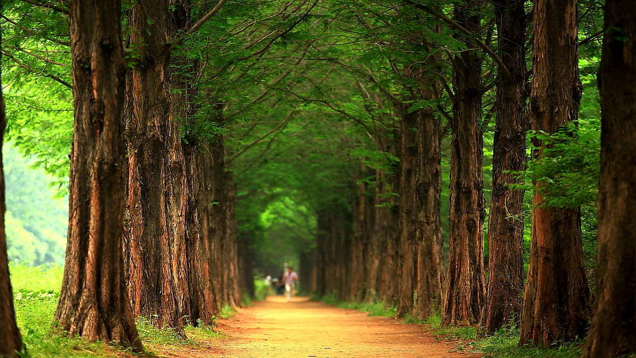 Hai hàng cây cao vút và thẳng tắp gợi nhớ đến phong cảnh trên đảo Nami này nằm ở dưới chân công viên, mặt hướng ra sông Hàn. Ảnh: chulsa.kr