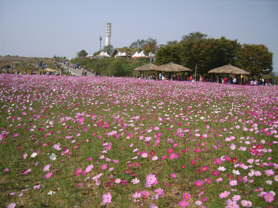 Bạt ngàn hoa bướm trong lễ hội mùa xuân ở công viên.