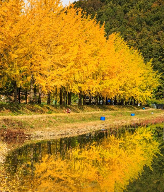 Hàng cây được trồng tự nhiên, soi mình xuống nước hồ càng khiến màu vàng thêm rực rỡ.