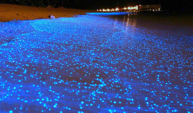 Ngắm cá phát sáng plankton trên biển đêm