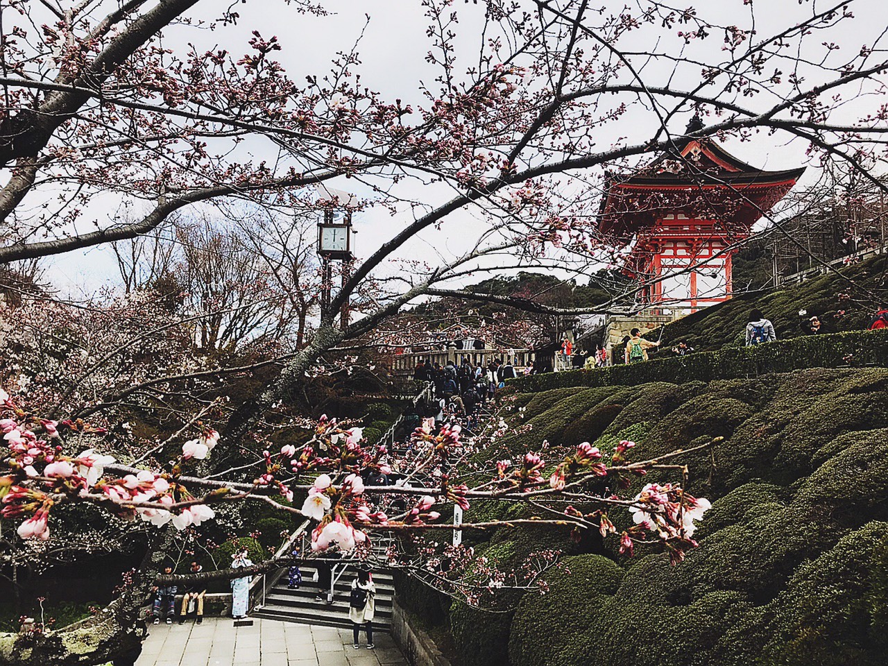 Đoàn du lịch Nhật Bản mùa hoa anh đào (29/03 - 03/04/2019): Osaka - Kyoto - Nagoya - Fuji - Tokyo, khởi hành HN 