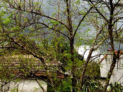 Hiện tượng hoa đào Mộc Châu khoe sắc giữa mùa thu