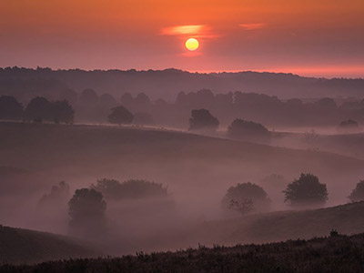 Những hình ảnh đồi hoa tím nở chỉ 3 tuần ở Hà Lan