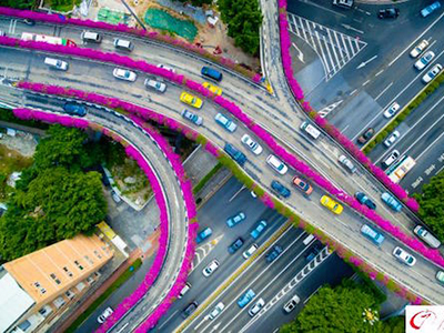 Hình ảnh Hoa Giấy nở rộ trên cầu vượt ở Quảng Châu