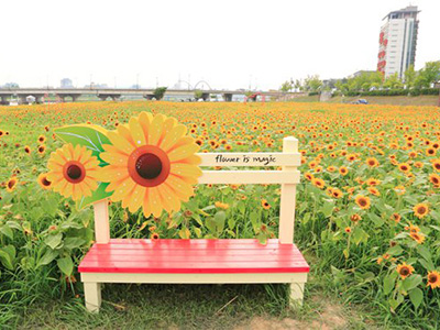 Những ngôi làng hoa hướng dương ngỡ như cổ tích ở Hàn Quốc