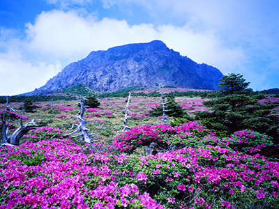 Vẻ đẹp thơ mộng của hòn đảo Jeju Hàn Quốc trong những bức ảnh