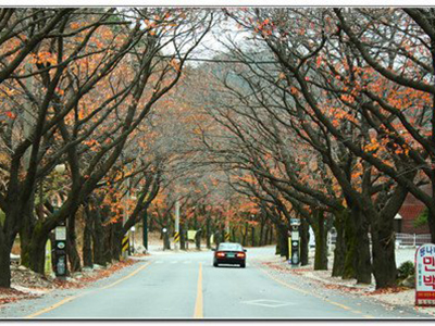 khám phá Hàn Quốc trong những ngày thu lộng lẫy