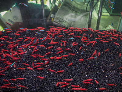 Khám phá bên trong chợ cá triệu đô tại Bangkok của Thái Lan