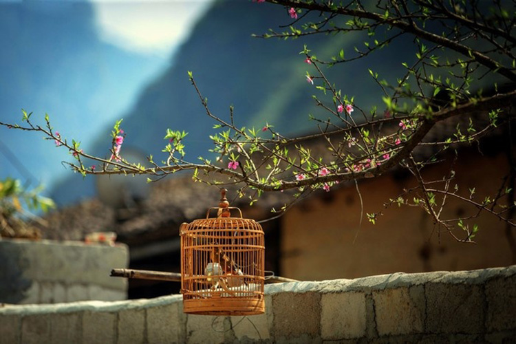 Hà Giang tháng 3 đẹp như bức tranh đầy màu sắc