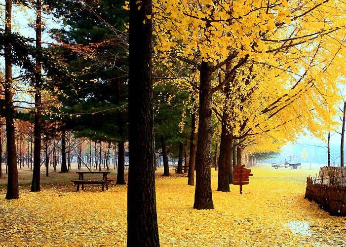 Mùa Đẹp Nhất Để Đến Với Xứ Sở Kim Chi