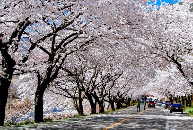 Trải Nghiệm Các Lễ Hội Hoa Anh Đào Của Hàn Quốc