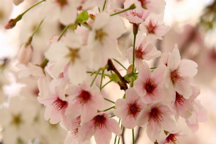 Mùa Xuân Hàn Quốc – Những Trải Nghiệm Khó Quên