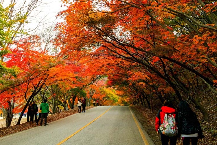 Địa Điểm Thăm Quan Vào Mùa Thu Ở Hàn Quốc