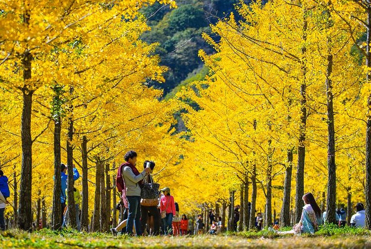 Top 5 Lễ Hội Mùa Thu Độc Đáo Nhất Ở Hàn Quốc