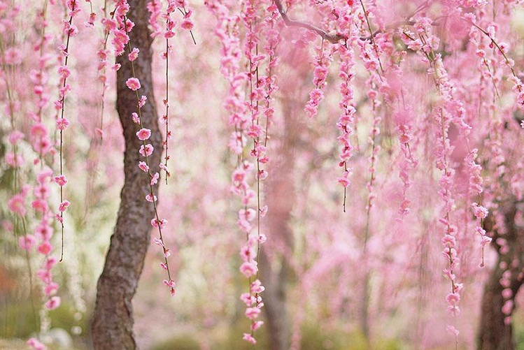 Mùa Hoa Anh Đào Rực Rỡ Xứ Phù Tang