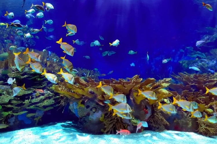 Khám Phá Những Điều Thú Vị Ở Thủy Cung SeaLife Bangkok Thái Lan
