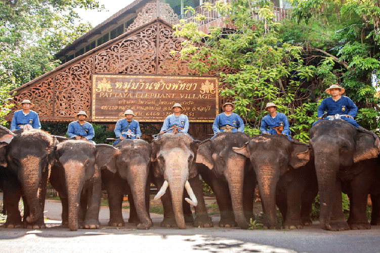 Khám Phá Làng Voi Độc Đáo Ở Pattaya Thái Lan
