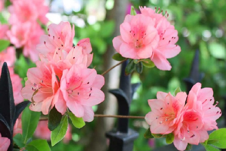 Nghỉ Lễ 30/4 - Đến Fansipan Tham Dự Lễ Hội Hoa Đỗ Quyên