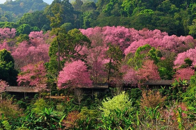 Đến Chiang Mai Đừng Quên Ghé Công Viên Quốc Gia Doi Suthep-Pui