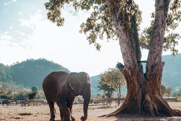 Thăm  Công Viên Voi Chiang Mai Khi Đi Du Lịch Thái Lan