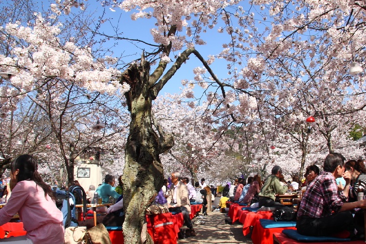 Công Viên Maruyama – Điểm Đến Tuyệt Vời Ở Kyoto Nhật Bản