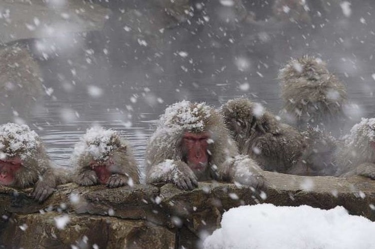 Ghé Thăm Công Viên Khỉ Iwatayama Ở Kyoto Nhật Bản