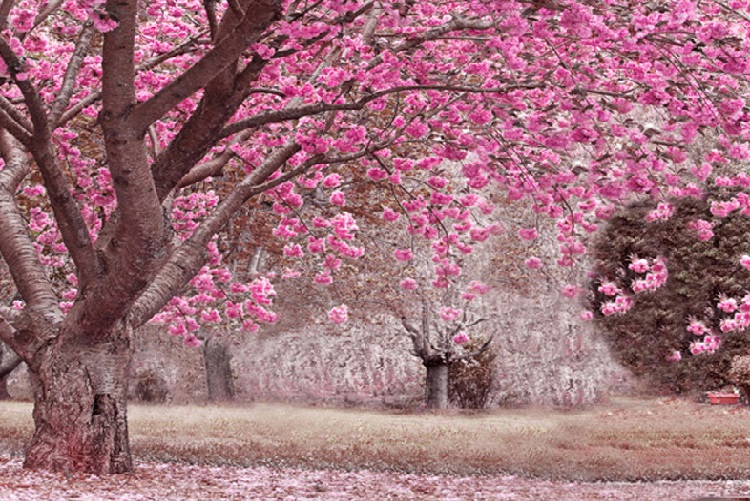 Con Đường Ngắm Hoa Anh Đào Đẹp Nhất Osaka Nhật Bản