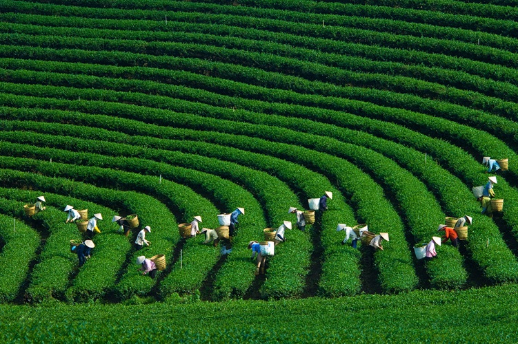 Khám Phá Mộc Châu Ngày 2/9 – Những Trải Nghiệm Tuyệt Vời