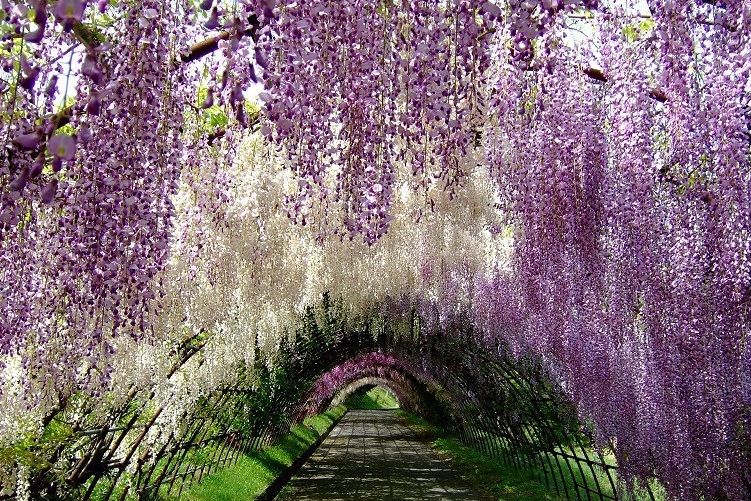 Những Điều Chưa Biết Về Hoa Tử Đằng - Hoa Tình Yêu Bất Diệt Ở Nhật Bản