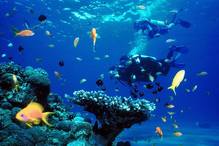 Khám Phá Những Điều Hấp Dẫn Tại Đảo Hòn Mun Xinh Đẹp Ở Nha Trang