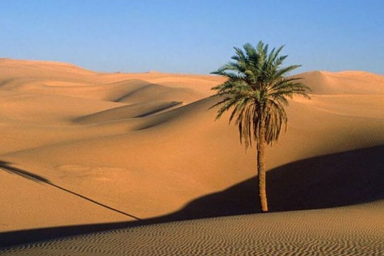 Khám Phá Vẻ Đẹp Của Những Đồi Cát Bình Thuận