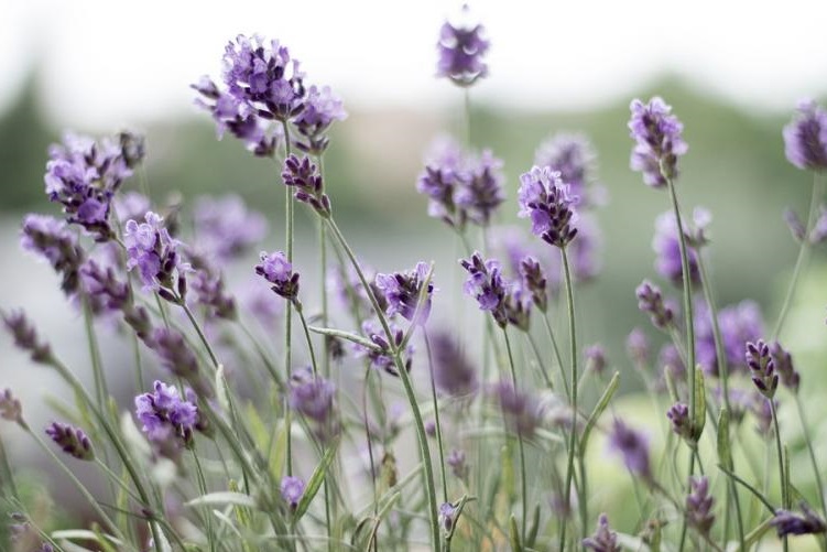 Đà Lạt – Thành Phố Của Những Mùa Hoa