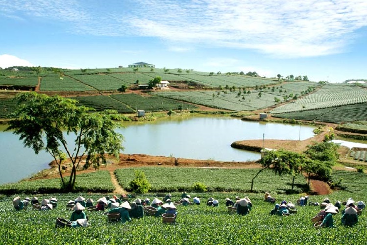 Khám Phá Một Bảo Lộc Mộc Mạc Và Bình Yên Đến Lạ