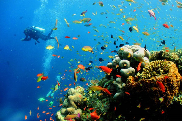 Khám Phá Thế Giới Đại Dương Ở Đảo Hòn Mun – Khánh Hòa