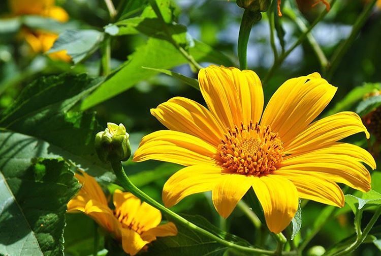 Những Mùa Hoa Tháng 11 Rực Rỡ Khắp Đất Nước Việt Nam