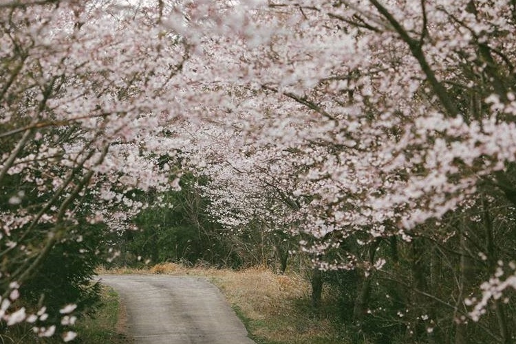 Đến Jeju – Hàn Quốc Say Đắm Trong Sắc Hoa Anh Đào