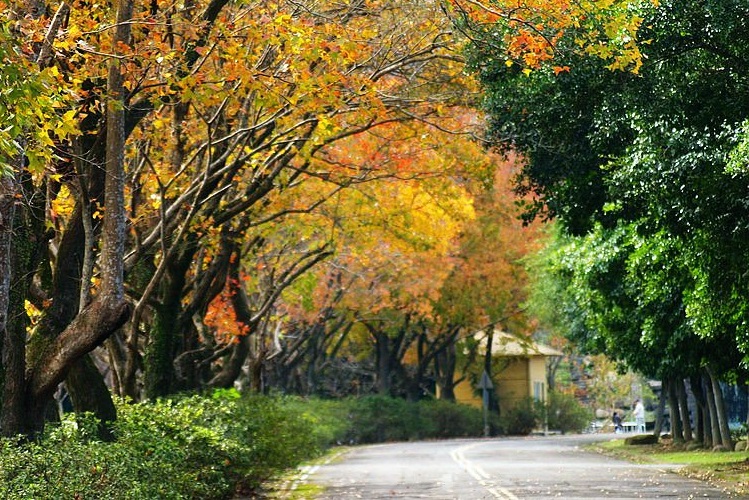 Những Địa Điểm Ngắm Lá Phong Tuyệt Đẹp Ở Đài Loan