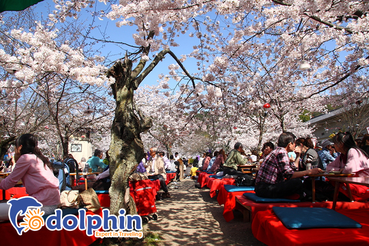 Thưởng thức lễ hội hoa anh đào tại Nhật Bản- Hướng dẫn du lịch 2019