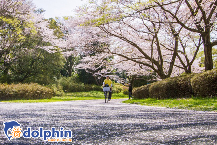 10 địa điểm tốt nhất để ngắm hoa anh đào ở Tokyo 2019